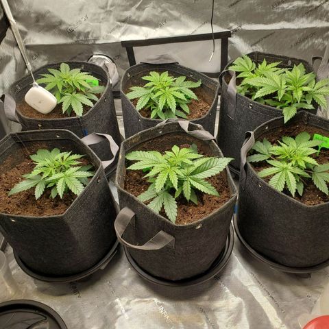 Wedding Glue Auto  growlog timeline photo