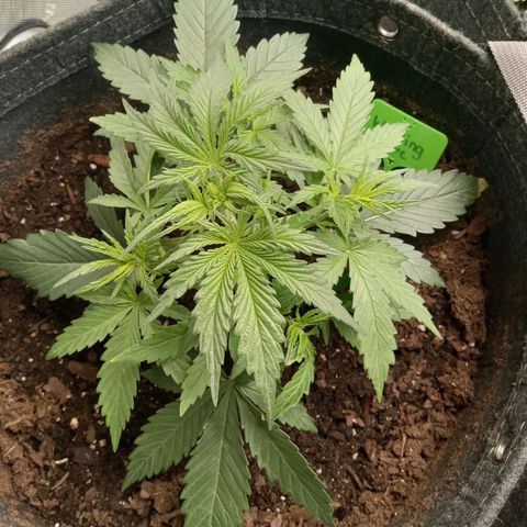 Wedding Glue Auto  growlog photo: Leaf tuck