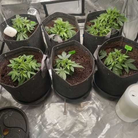 Wedding Glue Auto  growlog photo: Leaf tuck