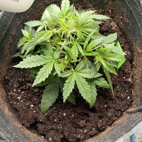 Wedding Glue Auto  growlog photo: Leaf tuck