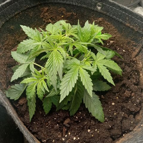 Wedding Glue Auto  growlog photo: Leaf tuck