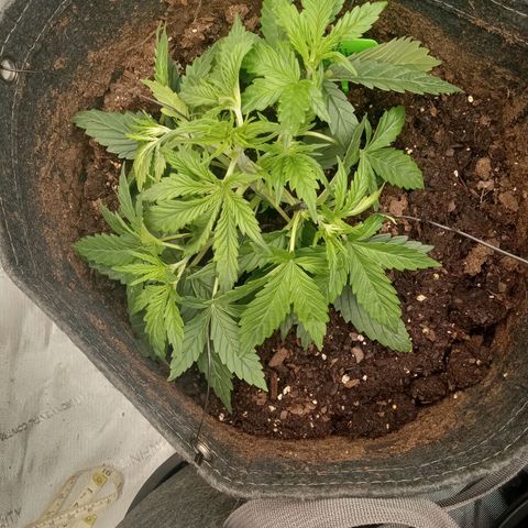 Wedding Glue Auto  growlog photo: Lst side branches 