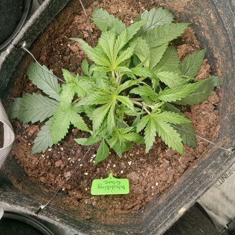 Wedding Glue Auto  growlog photo: Lst side branches 