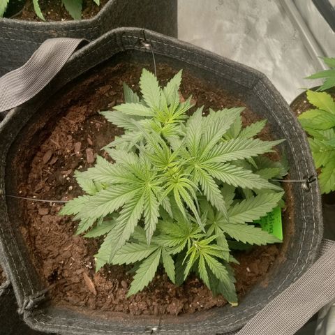 Wedding Glue Auto  growlog photo: Recovered nicely from LST 