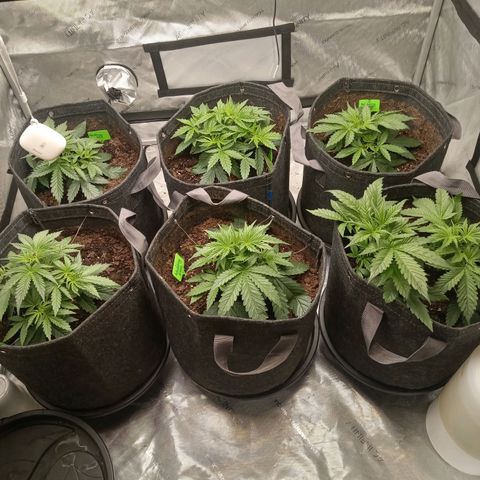 Wedding Glue Auto  growlog photo: Recovered nicely from LST 