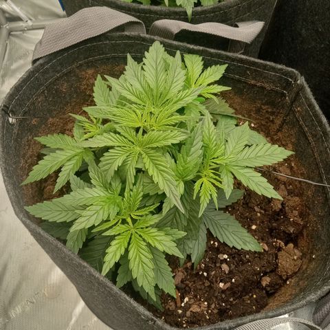 Wedding Glue Auto  growlog photo: Recovered nicely from LST 