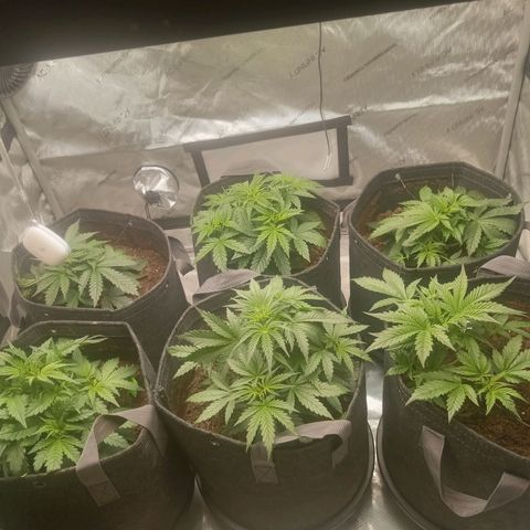 Wedding Glue Auto  growlog timeline photo