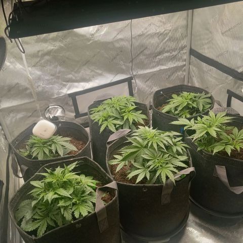 Wedding Glue Auto  growlog timeline photo