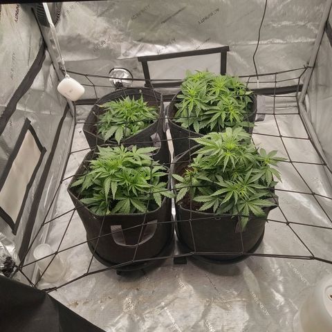Wedding Glue Auto  growlog timeline photo