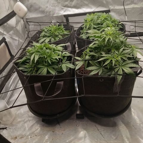 Wedding Glue Auto  growlog timeline photo