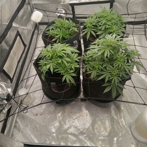 Wedding Glue Auto  growlog timeline photo