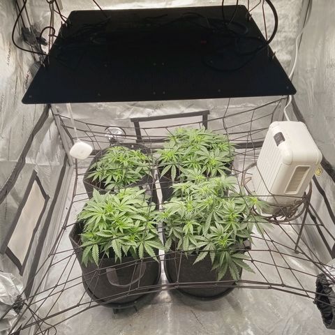 Wedding Glue Auto  growlog timeline photo