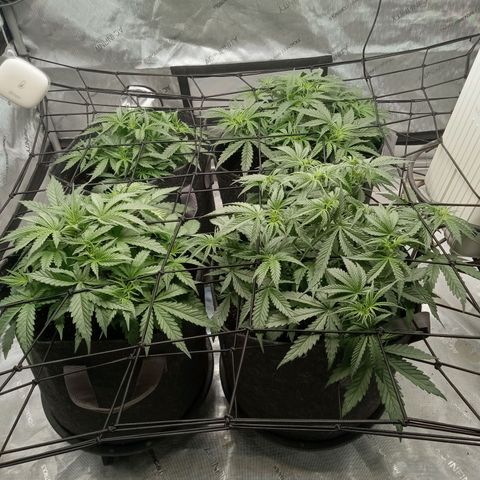 Wedding Glue Auto  growlog timeline photo