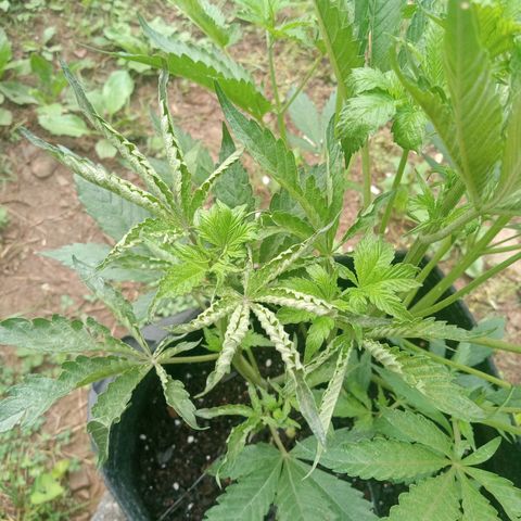 Gorilla Cookie Pollen  growlog timeline photo