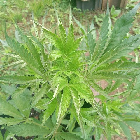 Gorilla Cookie Pollen  growlog timeline photo