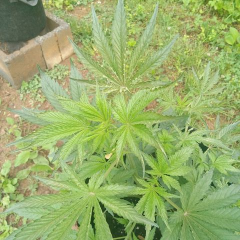 Wedding Glue Pollen  growlog timeline photo