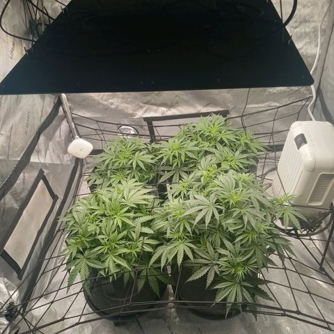 Wedding Glue Auto  growlog timeline photo