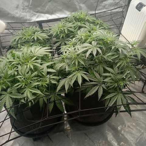 Wedding Glue Auto  growlog timeline photo