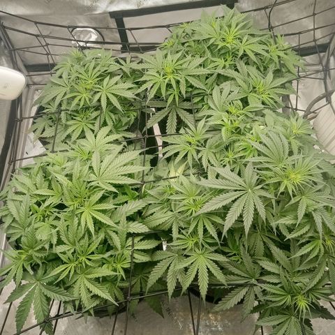 Wedding Glue Auto  growlog timeline photo