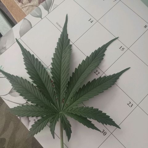 Wedding Glue Auto  growlog photo: 11 fingers 