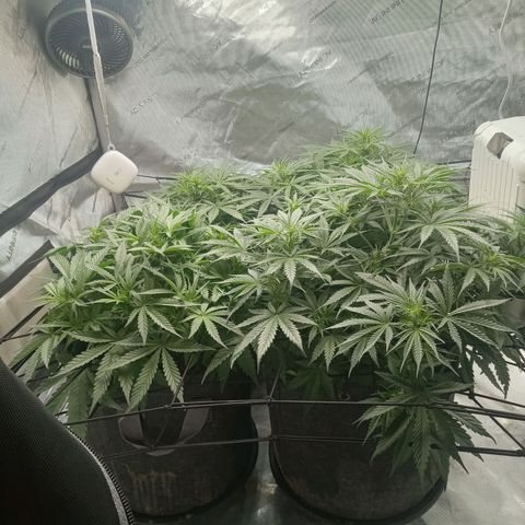Wedding Glue Auto  growlog timeline photo