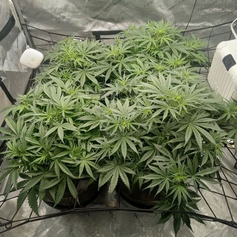 Wedding Glue Auto  growlog timeline photo