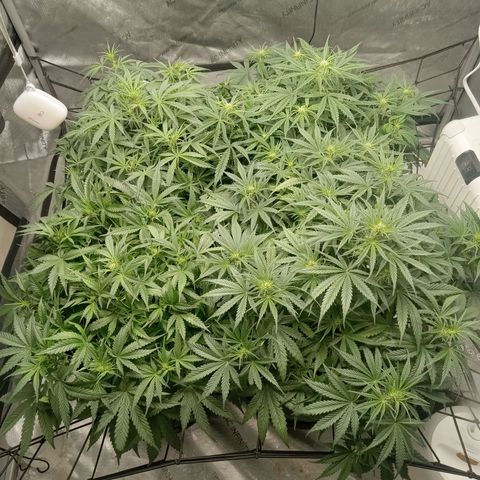 Wedding Glue Auto  growlog timeline photo