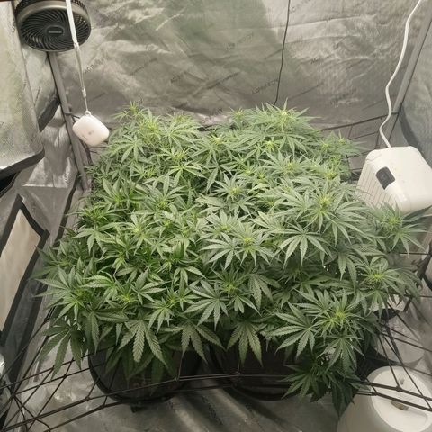 Wedding Glue Auto  growlog timeline photo