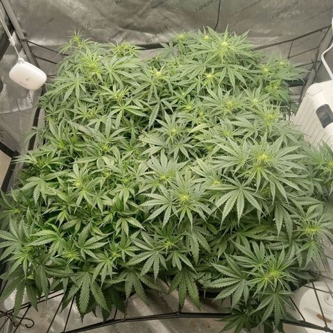 Wedding Glue Auto  growlog timeline photo