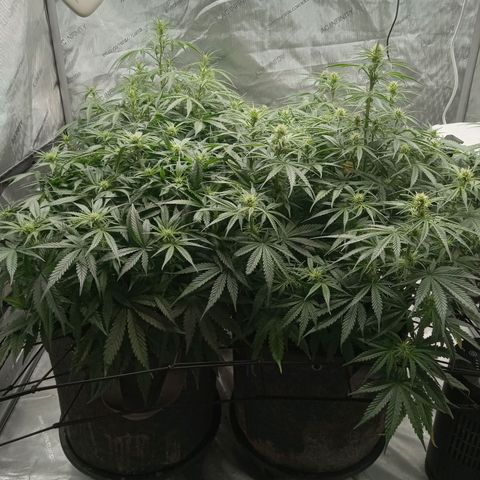 Wedding Glue Auto  growlog timeline photo