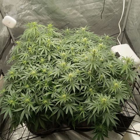Wedding Glue Auto  growlog timeline photo