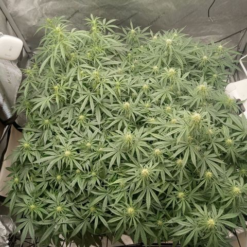 Wedding Glue Auto  growlog timeline photo