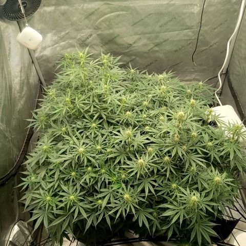 Wedding Glue Auto  growlog timeline photo
