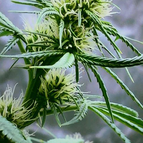 Wedding Glue Auto  growlog timeline photo
