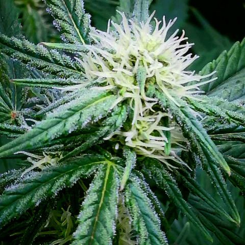 Wedding Glue Auto  growlog timeline photo