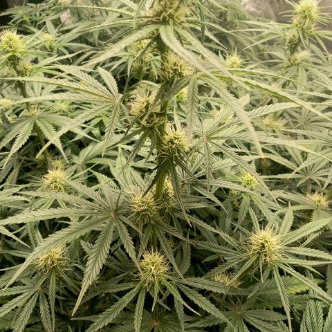 Wedding Glue Auto  growlog timeline photo