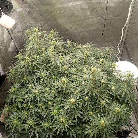 Wedding Glue Auto  growlog timeline photo