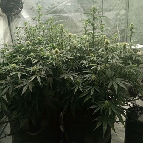 Wedding Glue Auto  growlog timeline photo
