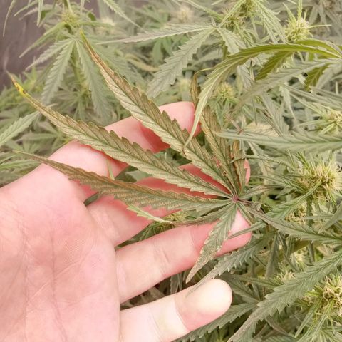 Wedding Glue Auto  growlog timeline photo