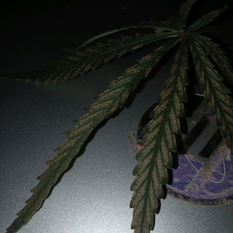 Wedding Glue Auto  growlog timeline photo