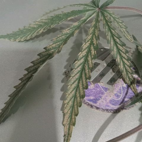 Wedding Glue Auto  growlog timeline photo