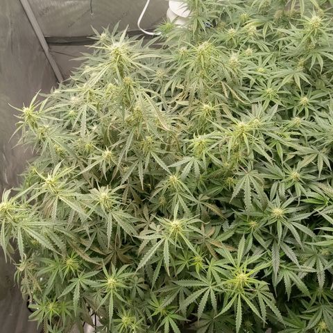 Wedding Glue Auto  growlog timeline photo