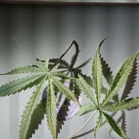 Wedding Glue Auto  growlog timeline photo
