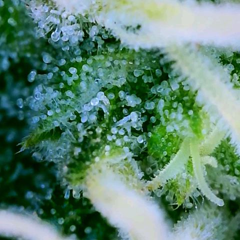 Wedding Glue Auto  growlog timeline photo