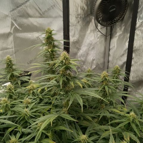 Wedding Glue Auto  growlog timeline photo