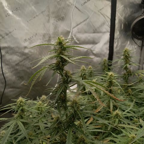 Wedding Glue Auto  growlog timeline photo