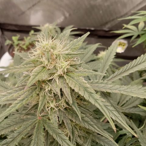 Wedding Glue Auto  growlog timeline photo