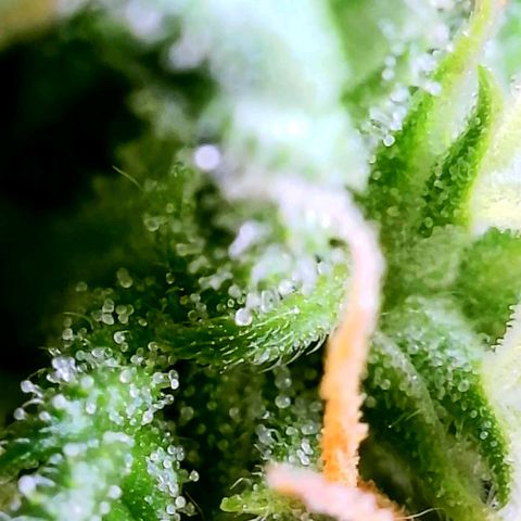 Wedding Glue Auto  growlog timeline photo