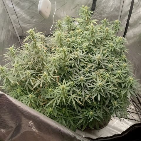 Wedding Glue Auto  growlog timeline photo