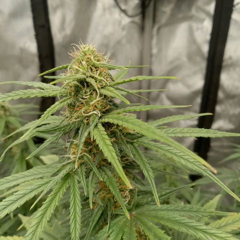 Wedding Glue Auto  growlog timeline photo